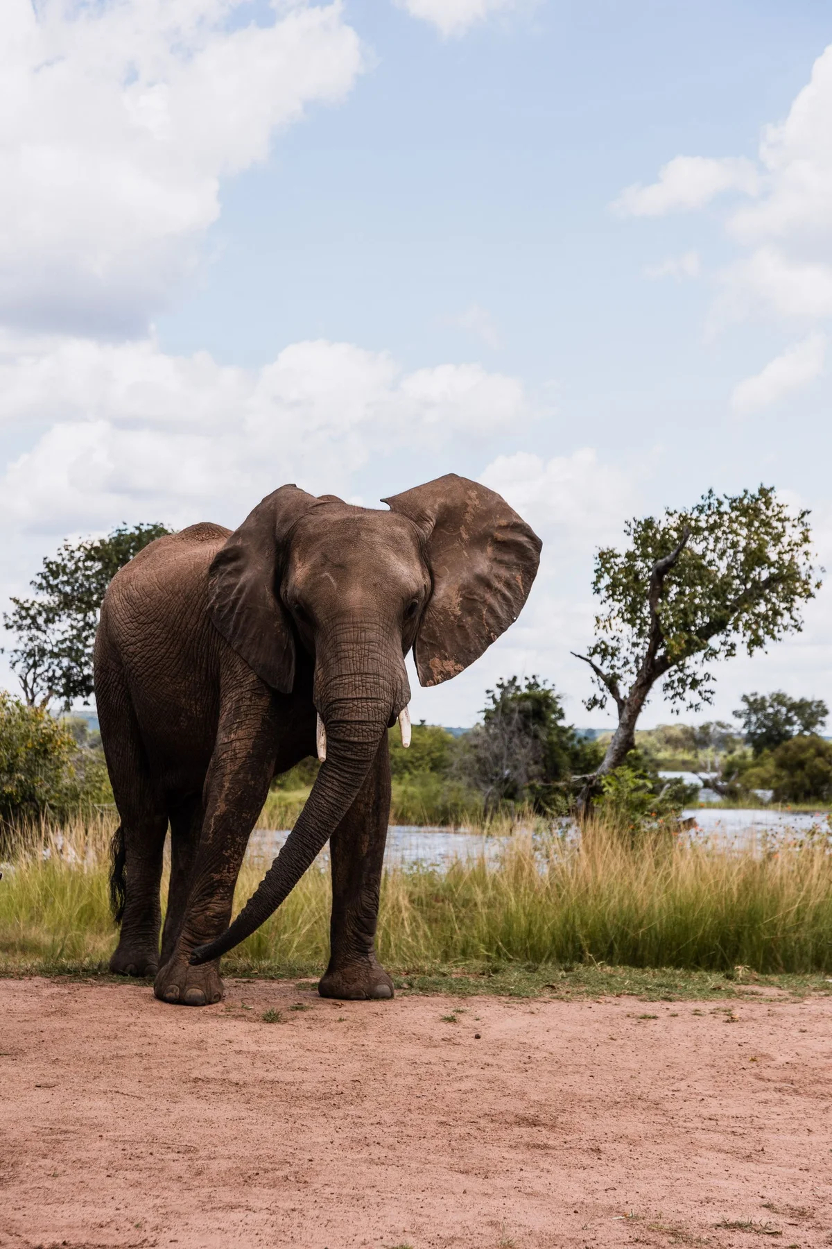 An African elephant walking through the savannah.
